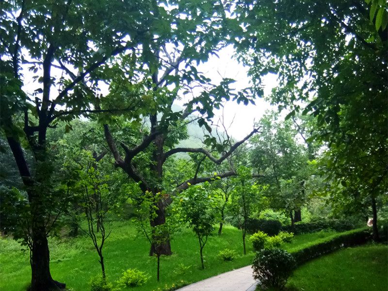 九公山长城纪念林树葬与其他生态葬的购墓指南